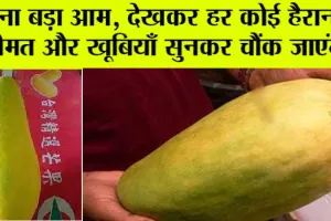 Nur Jahan Mango: OMG! इतना बड़ा आम, देखकर हर कोई हैरान!!