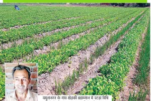 अपनाएँ खेती में पटड़ा विधि, अच्छे मुनाफे के साथ बढ़ाएँ निधि