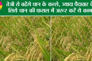 Rice Farming: जाने कैसे करें धान की खेती, क्या है फसल उगाने का सही समय