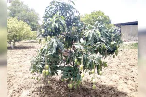 सतगुरु की रहमत से छाई बाग बहारें