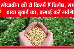 Kharif Crop season: सोयाबीन की ये किस्में हैं विशेष, समय आया बुवाई का, कमाई करें सर्वश्रेष्ठ