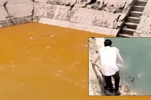 कल्लरखेड़ा के वाटर वर्क्स की डिग्गी में मरी सैंकडों मछलियां, जताया रोष