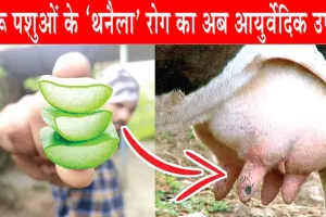‘Thanela’ disease: दुधारू पशुओं के ‘थनैला’ रोग का अब आयुर्वेदिक उपचार