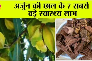 Arjuna Bark Benefits: शरीर की कई बीमारियों को साध लेती है अर्जुन की छाल, जानें कैसे करें इस्तेमाल