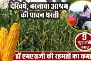देखिये, बरनावा आश्रम की पावन धरती, जहां एमएसजी की रहमतों का हो रहा कमाल