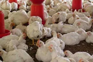 ब्राजील ने बर्ड फ्लू के कारण की 6 महीने के लिए आपातकाल की घोषणा