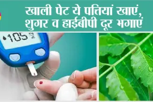 Blood Sugar And Blood Pressure: खाली पेट ये पत्तियां खाएं, शुगर व हाईबीपी दूर भगाएं