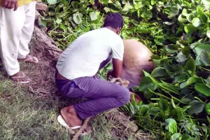 Welfare Work : डेरा श्रद्धालुओं ने बचाई जोहड़ में गिरी बेसहारा गाय की जान