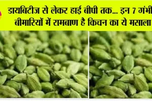 Elaichi Benefits: डायबिटीज से लेकर हाई बीपी तक… इन 7 गंभीर बीमारियों में रामबाण है किचन का ये मसाला