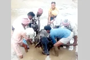 दलदल में फंसी गाय को सेवादारों ने निकाला बाहर