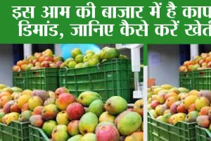 Sugar Free Mango: आम ये शुगर फ्री, खाकर होगी तबीयत भी हरी, किसान भी हो रहे हैं मालामाल