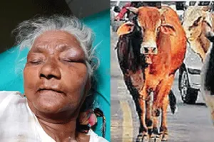 आवारा सांड ने वृद्ध महिला को किया घायल