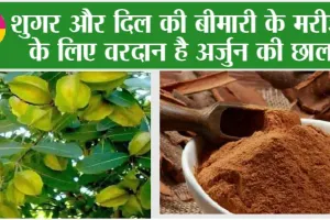 Benefits of Arjuna Chhal: शुगर और दिल की बीमारी के मरीजों के लिए वरदान है अर्जुन की छाल, इन बीमारियों का भी करता है खात्मा