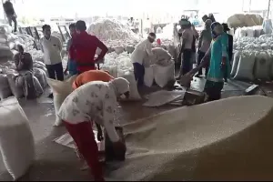हरियाणा में बाजरे की खरीद शुरू