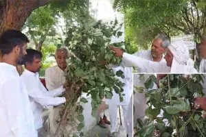 गुलाबी सुंडी व टिंडा ग्लन की बीमारी से गांव नांगल के किसानों की 80 से 100 प्रतिशत फसल खराब