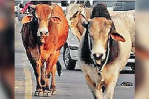 सैर कर रहे व्यक्ति पर सांड ने किया हमला, बाल-बाल बचा
