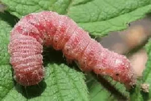 गुलाबी सुंडी के प्रकोप से किसान परेशान