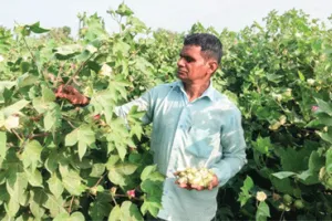 नरमे पर गुलाबी सुंडी की मार, बेबस किसान दे रहे कीटनाशकों के छिड़काव पर जोर