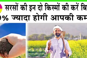 Mustard cultivation: सरसों की इन दो किस्मों की करें बिजाई, 40% ज्यादा होगी आपकी कमाई