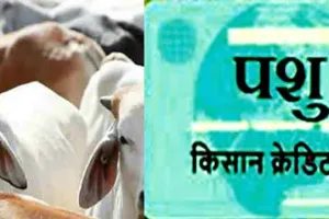 पशुधन क्रेडिट कार्ड योजना से पाएं तीन लाख का लोन