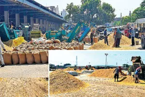 संगरूर में धान की सरकारी खरीद कल से, तैयारियां पूर्ण