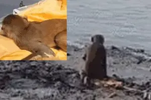 खाना देने वाले की अर्थी पर लिपट कर रोया बंदर, वीडियो आया सामने