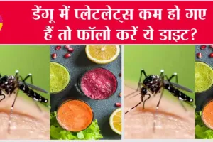 Dengue Diet: डेंगू में प्लेटलेट्स कम हो गए हैं तो फॉलो करें ये डाइट?