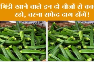 Eating lady fingers: भिंडी खाने वाले इन दो चीजों से बचकर रहो, वरना सफेद दाग होंगें!
