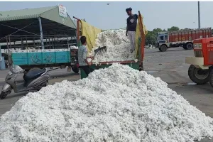 बाजार में सफेद सोने की आवक तेज
