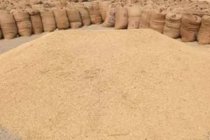 धान की खरीद और भुगतान में पनग्रेन सबसे आगे