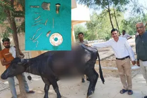 राजकीय वेटनरी पॉलीक्लिनिक सिरसा में भैंस का सफल ऑपरेशन