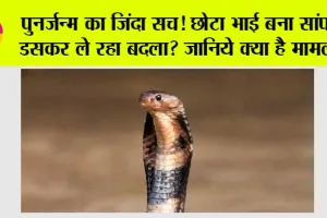 Uttar Pradesh News: पुनर्जन्म का जिंदा सच! छोटा भाई बना सांप, डसकर ले रहा बदला?