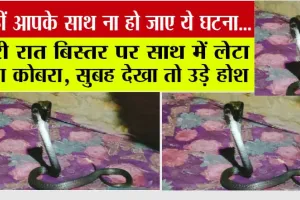 Fatehabad: पूरी रात बिस्तर पर साथ में लेटा रहा कोबरा, सुबह देखा तो उड़े होश, खबर जरूर पढ़ें, कहीं आपके साथ ना हो ये घटना…