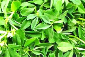 Fenugreek: औषधीय गुणों से भरपूर मेथी से किसान कमाएं मुनाफा