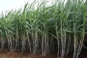 हरियाणा सरकार ने गन्ना किसानों को गन्ने के भाव बढ़ाकर दीपावली पर दी सौगात