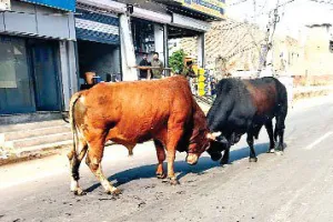 अबोहर में बेसहारा पशुओं का आतंक