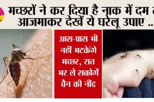 Mosquito Remedies: क्या मच्छरों ने कर रखा है आपकी भी नाक में दम, तो अजमाकर देखें ये उपाय, आस-पास भी नहीं भटकेंगे मच्छर, रात भर ले सकेंगे चैन की नींद