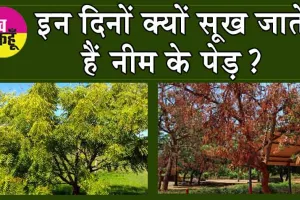 Why does Neem dry up: क्या आपको पता है, इन दिनों क्यों सूख जाते हैं नीम के पेड़?