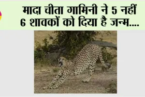 कूनो में चीता ने 6 शावकों को दिया है जन्म