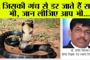 What Smells Do Snakes Hate: जिसकी गंध से डर जाते हैं सांप भी, जान लीजिए आप भी….