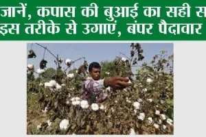 Agriculture: आसान हुई अब कपास की खेती, ऐसे लगाएं और लाभदायक फसल पाएं