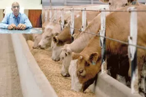 Wheat Dry Fodder : खेतों से तैयार नई तूड़ी कर सकती है आपके पशु का स्वास्थ्य खराब, रखें खास ख्याल