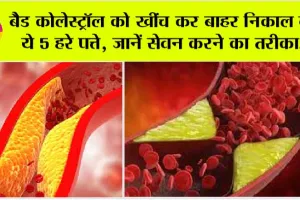 Bad Cholesterol: बैड़ कोलेस्ट्रॉल को शरीर से बहार निकाल सकते है ये 5 हरे पत्ते, जानें सेवन करने का तरीका