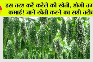 Bitter Gourd Farming: करेले की खेती किसानों की भर रही है जेब, जानें इसके लिए कैसे तैयार करें खेत और क्या है इसका तरीका