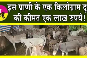 Donkey Milk : गुजरात के गधी फार्म में इतना महंगा दूध! होश उड़ जाएंगे!