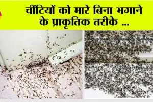 Kitchen Tips: रसोई में घुस गई है चींटियों की सेना, तो ऐसे करें इनका सफाया, बस एक बार अपना लें ये ट्रिक