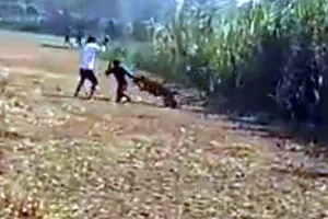 Leopard Attack Farmers: तेंदुए ने मचाया कोहराम : खेतों पर काम कर रहे किसानों पर किया हमला, तीन घायल
