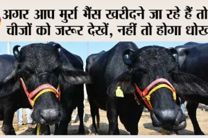 Murrha Buffalo: उत्तम गुणवत्ता वाली मुर्रा भैंसों की घरेलू पहचान