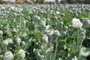 Opium : अफीम इलाज नहीं, सिर्फ नशा है
