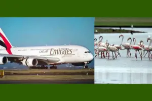 Emirates flight Accident: राजहंसों के झुंड से टकराई फ्लाइट, ’40 की मौत’